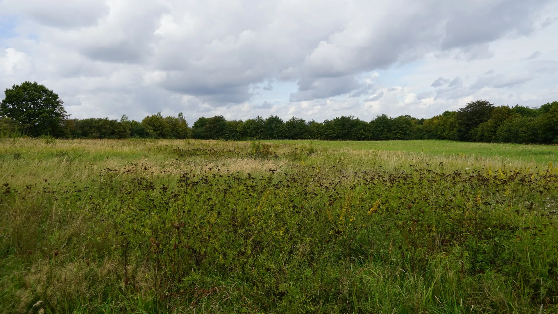 Brache an der Trave